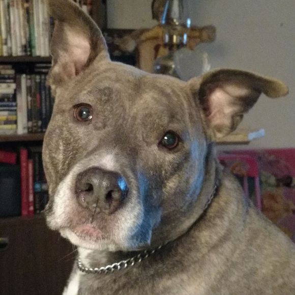 Meet your Posher, Sherri - Picture 1 of 1